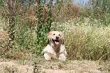 GOLDEN RETRIEVER 258
